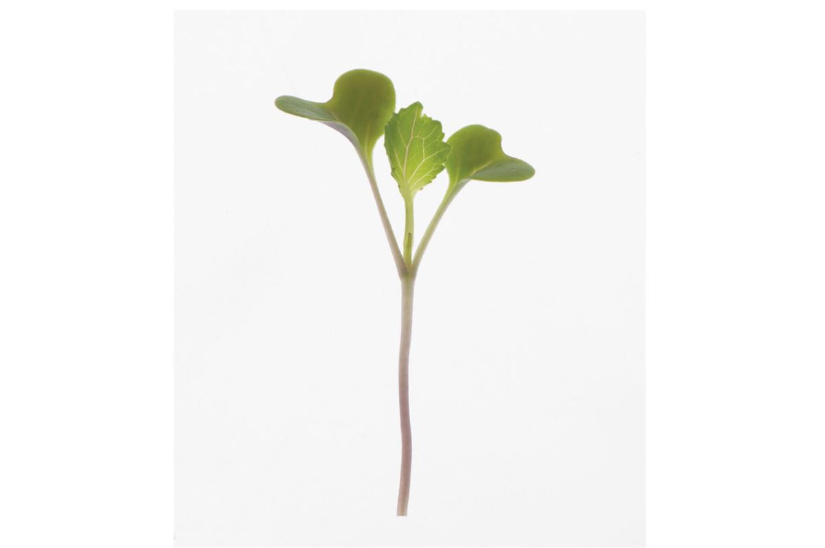 Collard, Champion – Microgreen Seed